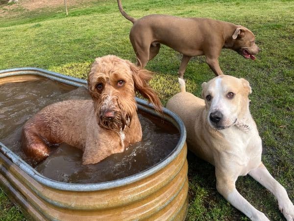 3 dogs at Broken Arrow dog daycare.