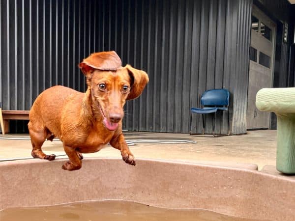 dachshund jumping in pool.