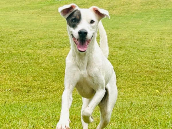 dog at Broken Arrow daycare.