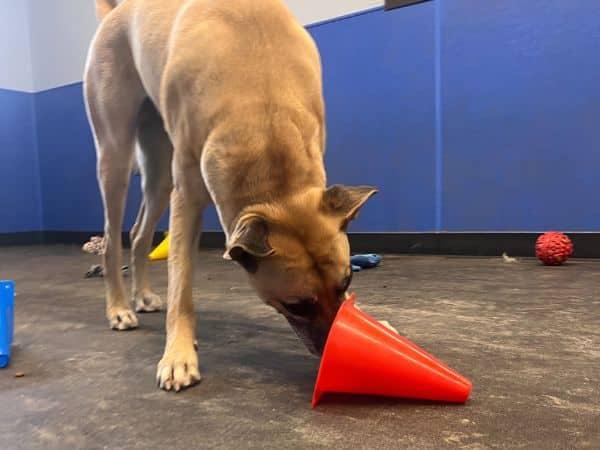 dog enrichment Broken Arrow dog daycare.