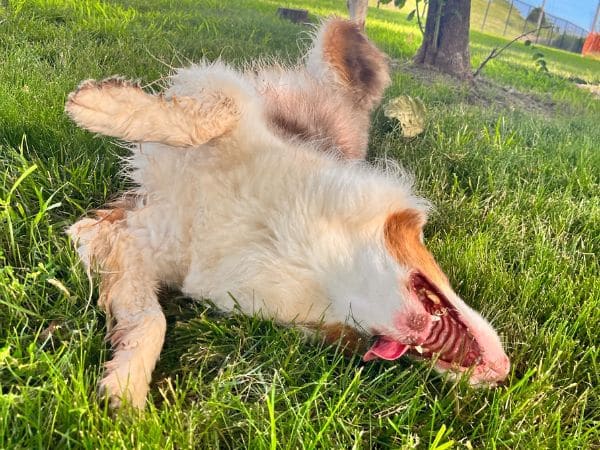 dog in grass Broken Arrow boarding kennel,