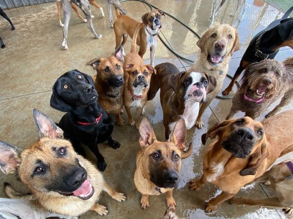 happy dogs at Broken Arrow dog boarding.