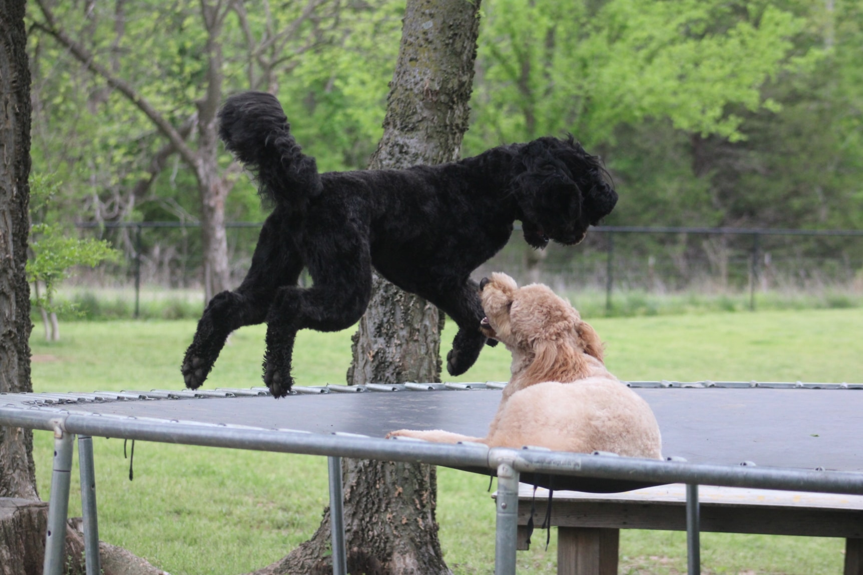 dcwebsitephoto1(charmav) dogs at boarding kennel in Broken Arrow.