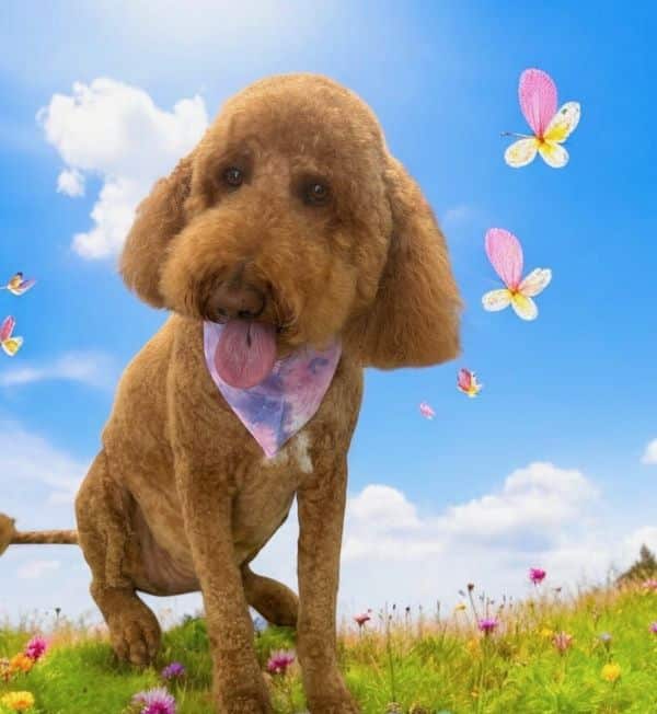 dachshund jumping in pool.